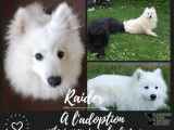 Chien Spitz Japonais d'un an à donner