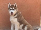 &Agrave; vendre 2 chiots m&acirc;les Huskies de Sib&eacute;rie chocolat (LOF)