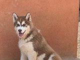 &Agrave; vendre 2 chiots m&acirc;les Huskies de Sib&eacute;rie chocolat (LOF)