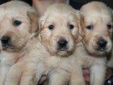 10 chiots Golden Retrievers LOF &agrave; la r&eacute;servation