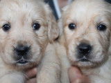 10 chiots Golden Retrievers LOF &agrave; la r&eacute;servation