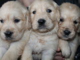 10 chiots Golden Retrievers LOF &agrave; la r&eacute;servation