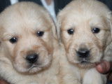 10 chiots Golden Retrievers LOF &agrave; la r&eacute;servation