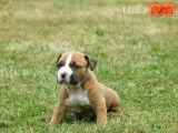 À réserver 5 chiots American Staffordshire Terriers LOF