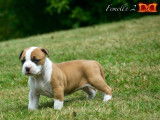 À réserver 5 chiots American Staffordshire Terriers LOF