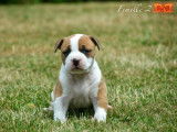 À réserver 5 chiots American Staffordshire Terriers LOF