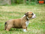 À réserver 5 chiots American Staffordshire Terriers LOF