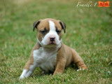 À réserver 5 chiots American Staffordshire Terriers LOF