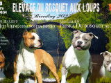 À réserver 5 chiots American Staffordshire Terriers LOF