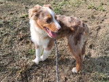 À vendre un chiot mâle Berger Américain Miniature rouge merle LOF