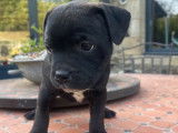3 chiots Staffordshire Bull Terriers LOF disponibles à la réservation