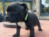 3 chiots Staffordshire Bull Terriers LOF disponibles à la réservation