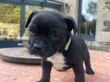 3 chiots Staffordshire Bull Terriers LOF disponibles à la réservation