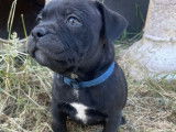 3 chiots Staffordshire Bull Terriers LOF disponibles à la réservation