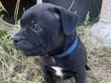 3 chiots Staffordshire Bull Terriers LOF disponibles à la réservation