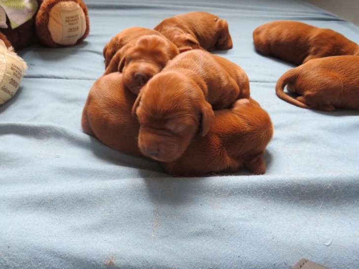 À réserver 7 chiots Setters Irlandais LOF