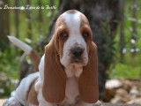 3 chiots Basset Hounds LOF à la réservation