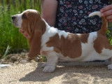 3 chiots Basset Hounds LOF à la réservation