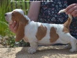3 chiots Basset Hounds LOF à la réservation