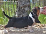 3 chiots Basset Hounds LOF à la réservation