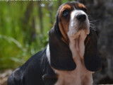 3 chiots Basset Hounds LOF à la réservation