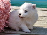 3 chiots Spitz Japonais LOF à réserver