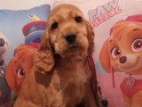 8 chiots Cockers Anglais &agrave; r&eacute;server (LOF)