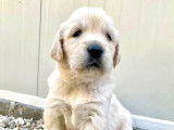 À la réservation 7 chiots Golden Retrievers LOF