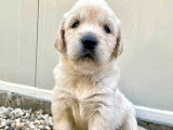 À la réservation 7 chiots Golden Retrievers LOF