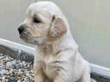 À la réservation 7 chiots Golden Retrievers LOF