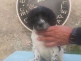 Mise à la vente de 2 chiots mâles Setters Anglais bluebelton (LOF)
