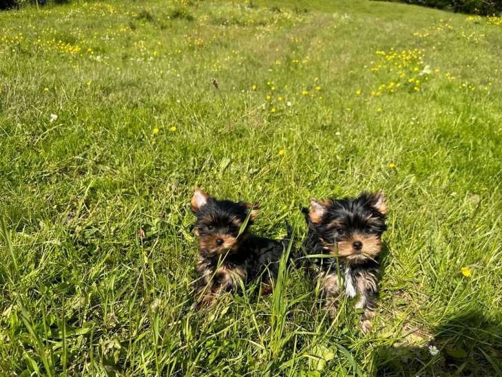 À vendre 2 chiots mâles Yorkshire Terriers LOF