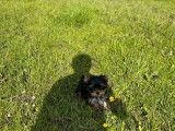 À vendre 2 chiots mâles Yorkshire Terriers LOF