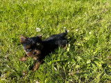 À vendre 2 chiots mâles Yorkshire Terriers LOF