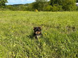 À vendre 2 chiots mâles Yorkshire Terriers LOF