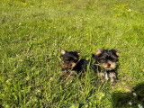 À vendre 2 chiots mâles Yorkshire Terriers LOF