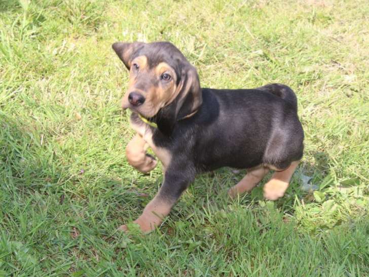 Un chiot mâle Bruno Saint Hubert noir et feu disponible LOF