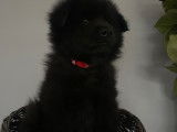 Mâle Eurasier LOF à vendre