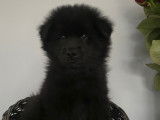 Mâle Eurasier LOF à vendre