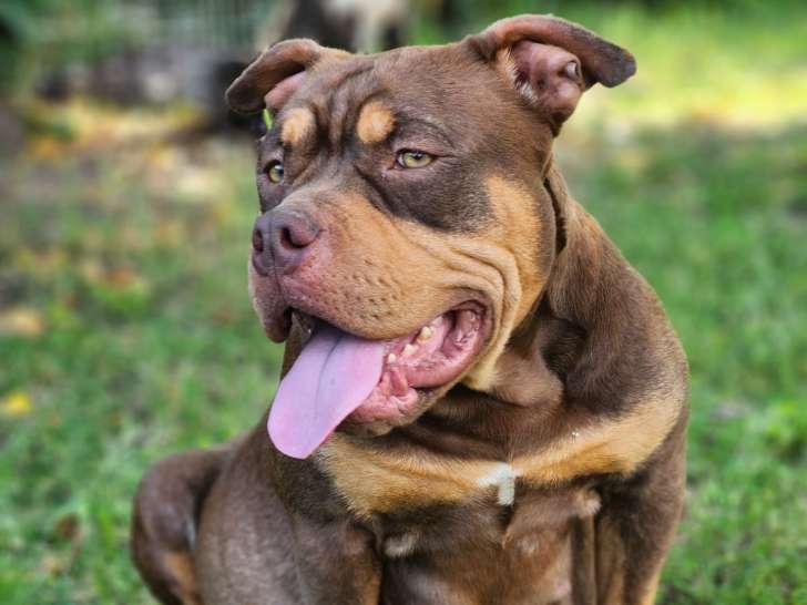 Chiots American Bully standard