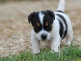 À réserver : 3 chiots Jack Russell Terriers LOF, d’avril 2023