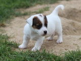 À réserver : 3 chiots Jack Russell Terriers LOF, d’avril 2023
