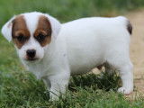 À réserver : 3 chiots Jack Russell Terriers LOF, d’avril 2023