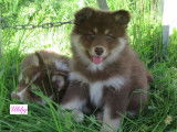 À vendre : 8 chiots Finnois de Laponie LOF
