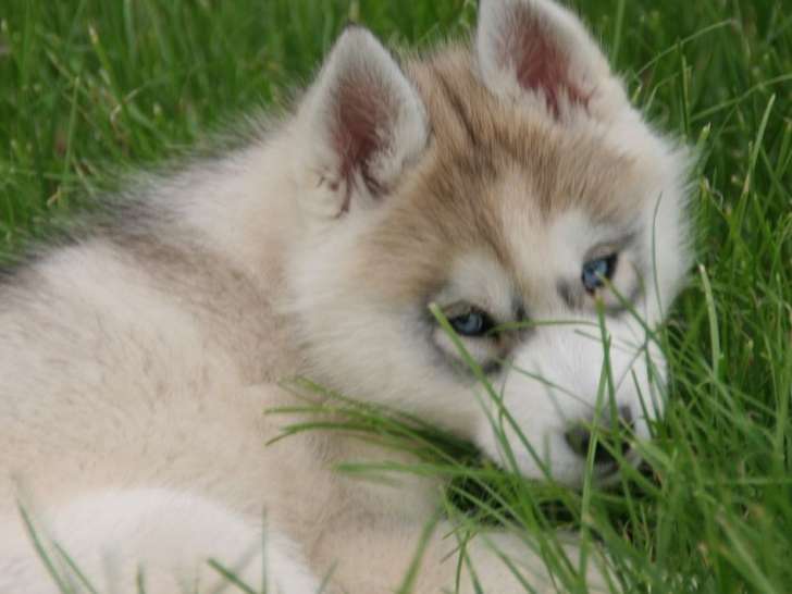 3 chiots Huskies Sibériens  LOF à vendre