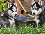 3 chiots Huskies Sib&eacute;riens  LOF &agrave; vendre
