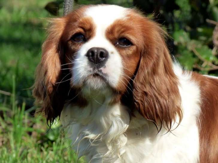 Une chienne Cavalier King Charles LOF, de mars 2018, à vendre