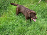 Un chien Labrador LOF, âgée d’un an, à adopter