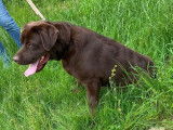 Un chien Labrador LOF, âgée d’un an, à adopter