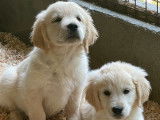 3 chiots Golden Retrievers LOF, de mars 2023, à vendre
